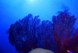 There are some large sea fans to be found while diving of... by Jerry Hamberg 
